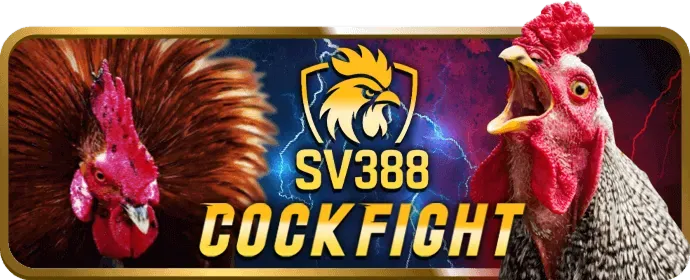Đá gà Mỹ và Peru tại bigbet win